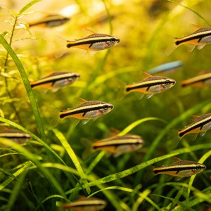 平价入门海水生物口碑榜单,汇总新手选购饲养真实评价