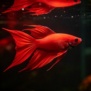 鱼友间转让观赏鱼价格评估,如何判断报价是否合理