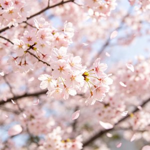 庭院花卉耐寒选择,零下十度也能安全过冬